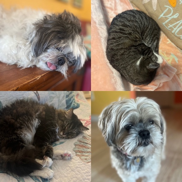 Meet your Posher, Renee - Picture 4 of 6